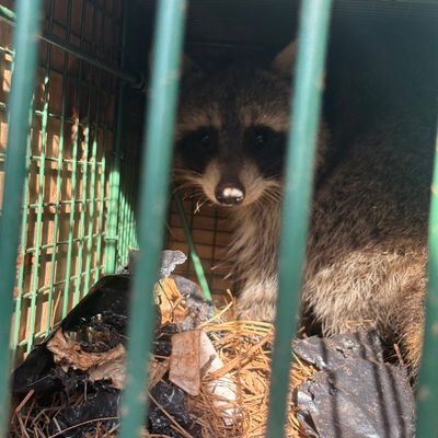 Avatar for A&J’s Wildlife Solutions