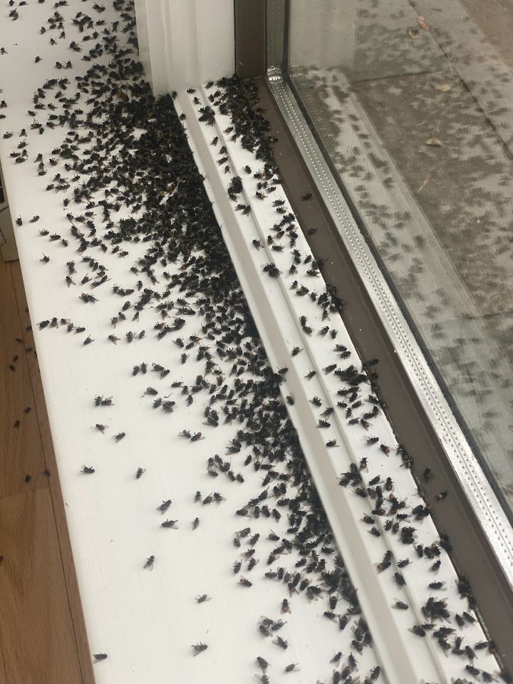 Pest Control Services