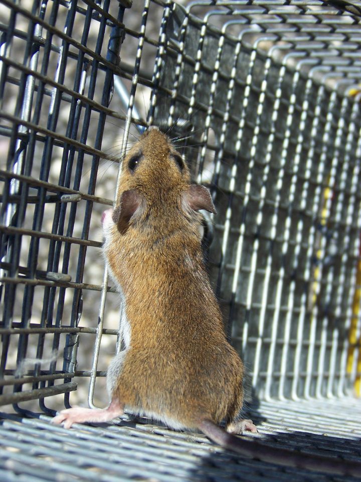 Rodent and Mouse Control