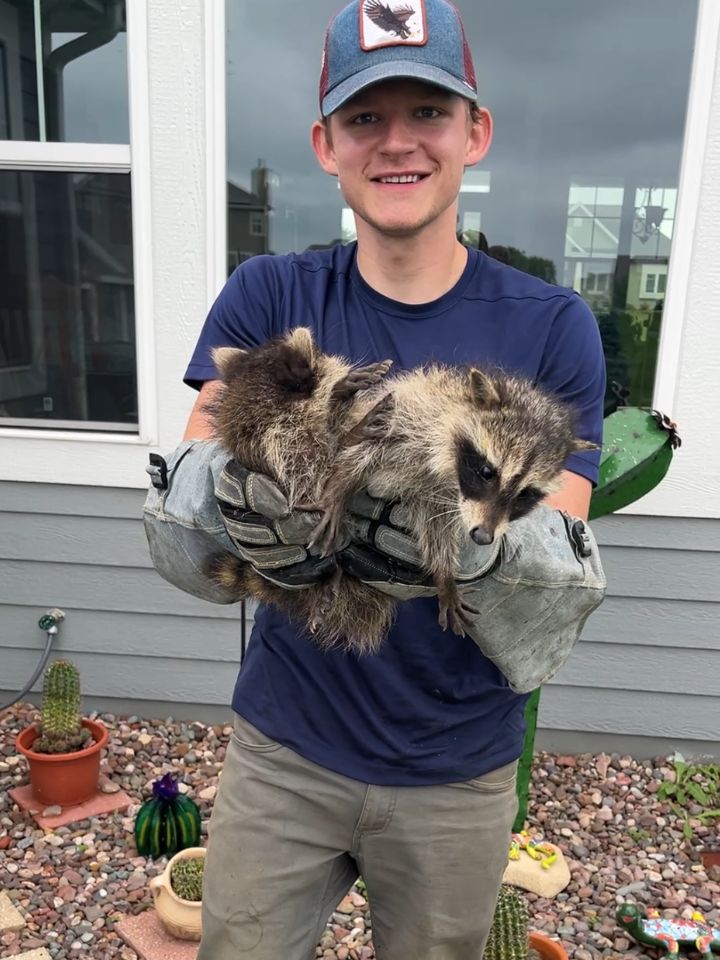 Raccoon Removal