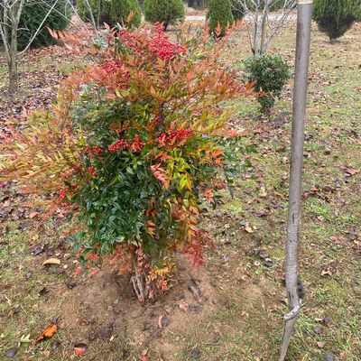 Avatar for In my element landscape