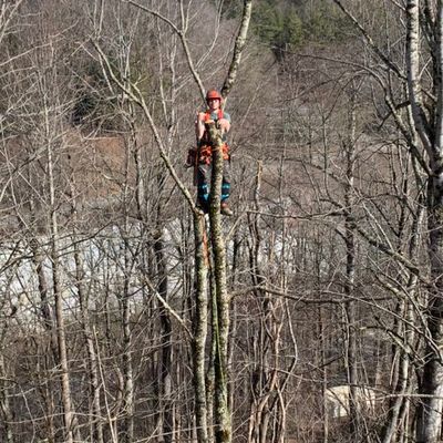 Avatar for Branch & Blade Arbor Care