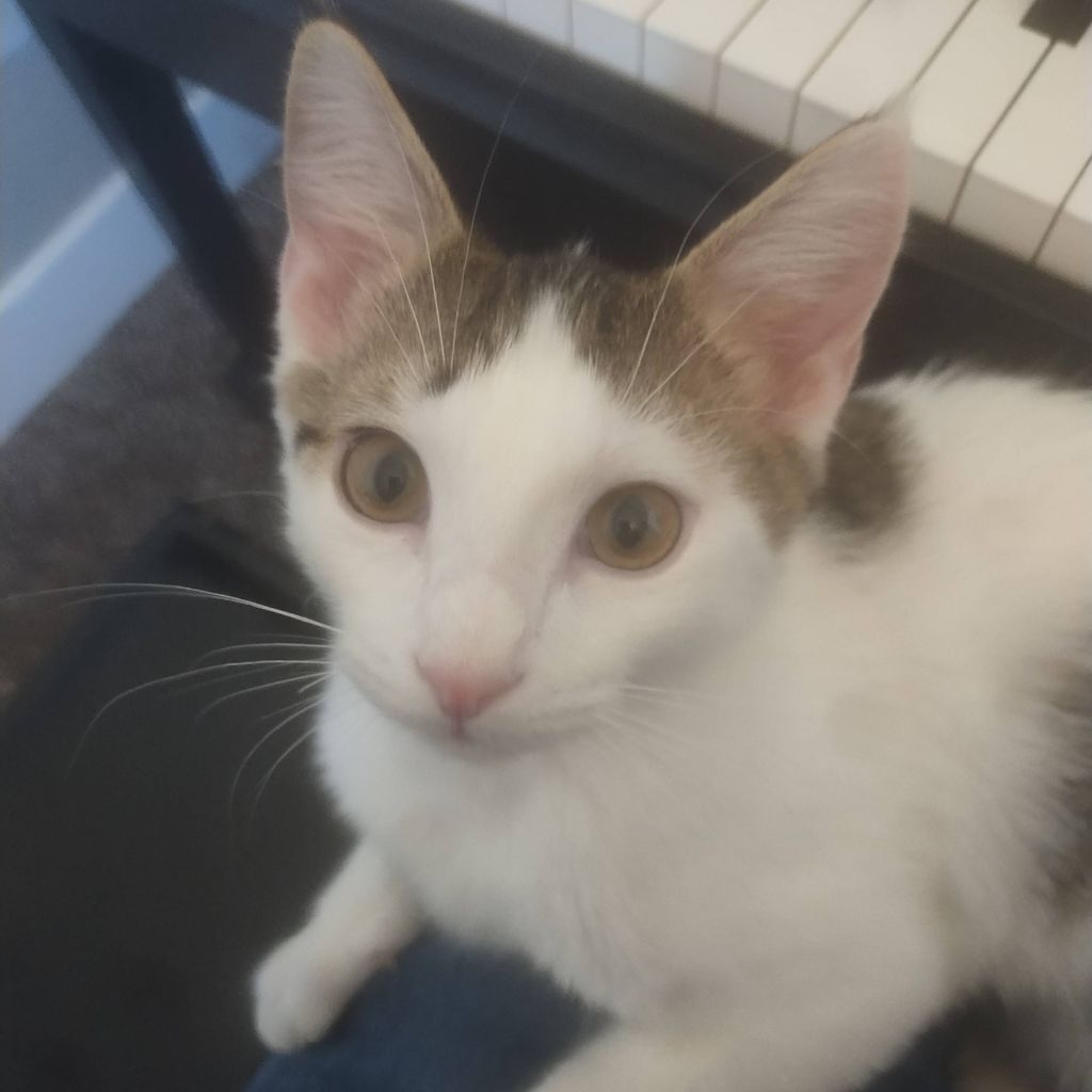 this kitty wanted to help tune!