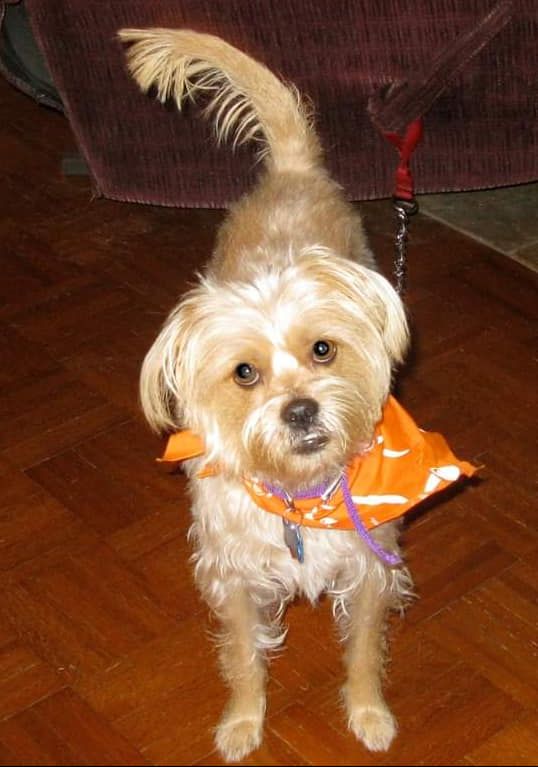 My border terrier mix I lost him 3-4years ago Seto