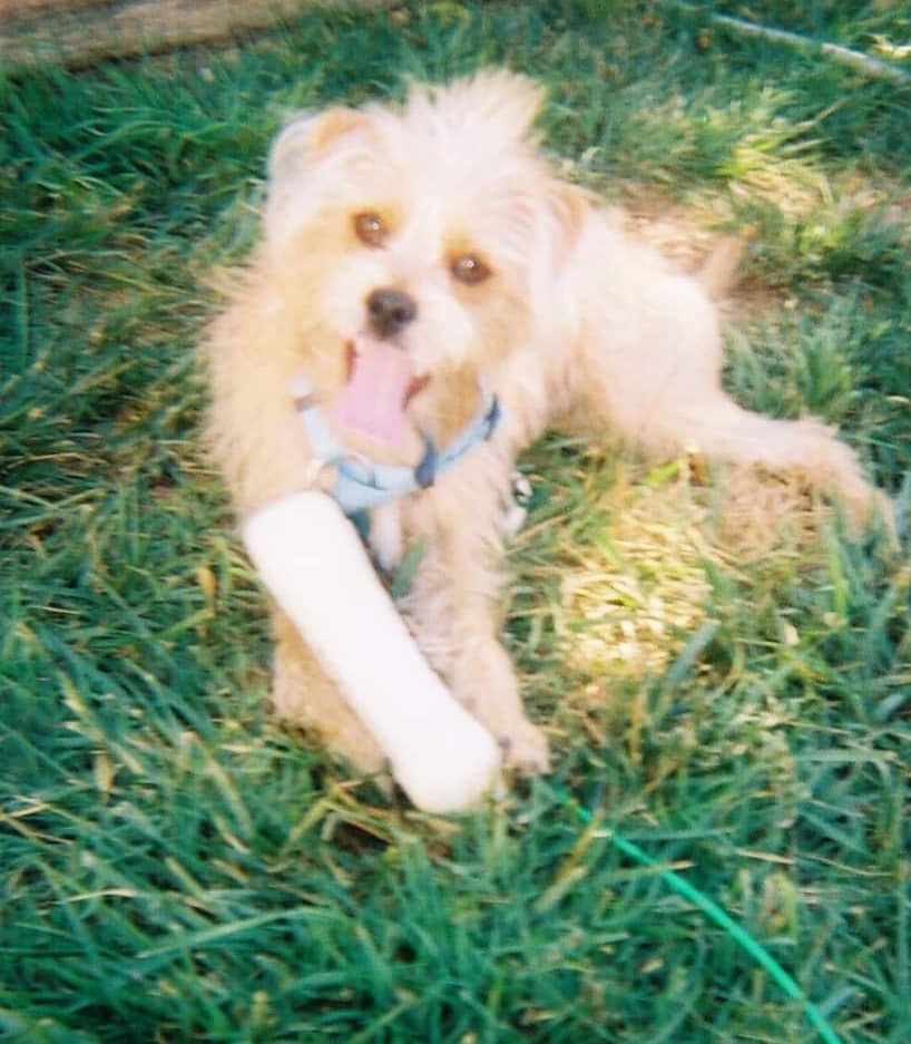 Seto kaiba with his favorite toy bone.