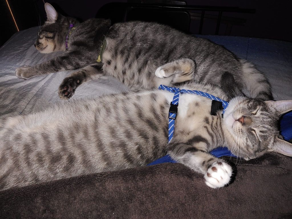 Mittens in the front and marco in the back they ar