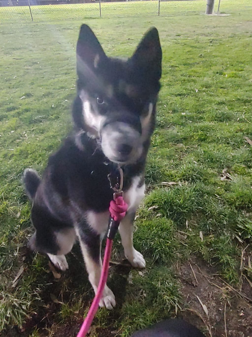 My husky Dark King Reyleigh