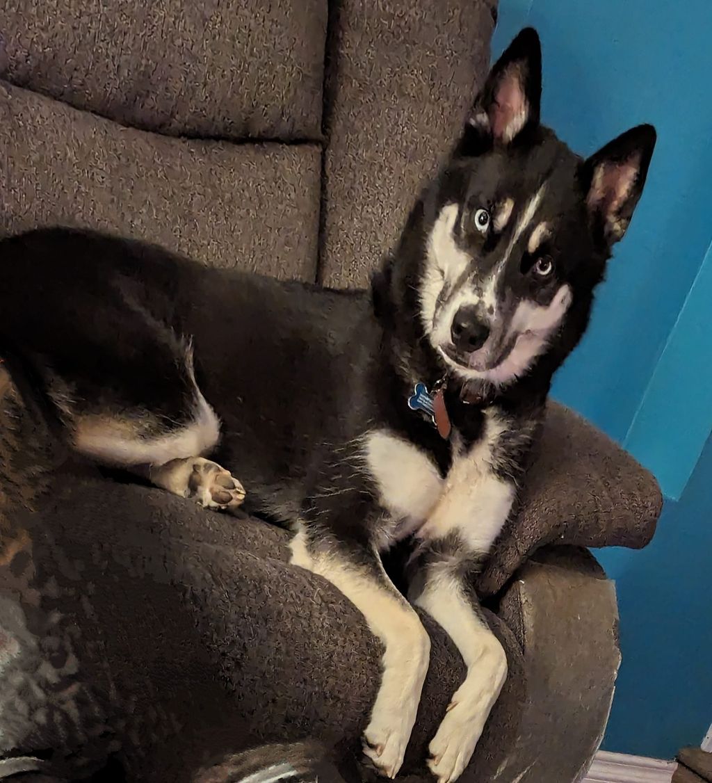 My dog adopted him 3-4 years ago when i got my cat