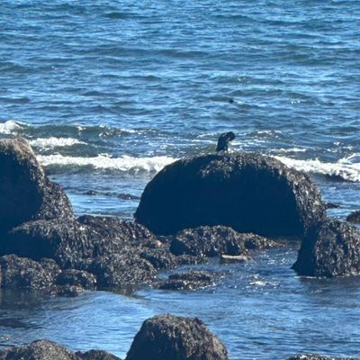 Avatar for Tidy homes