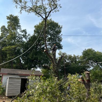 Avatar for Max Tree service