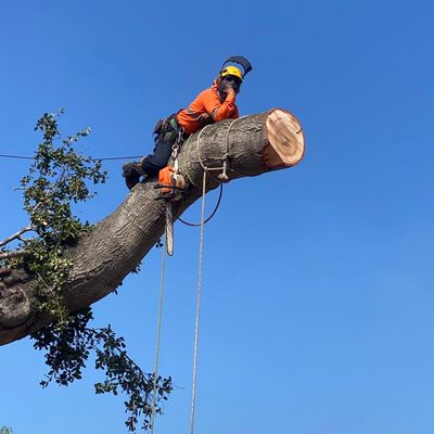 Avatar for Gio Alvarez