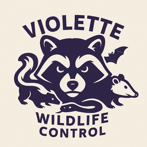 Violette wildlife control