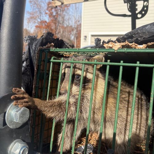 Jeremiah’s Wildlife Solutions