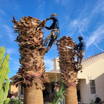 Avatar for jose jimenez tree services