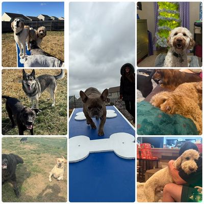 Avatar for Family Approach to Pet Care