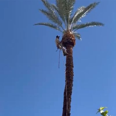 Avatar for José Jiménez tree Service