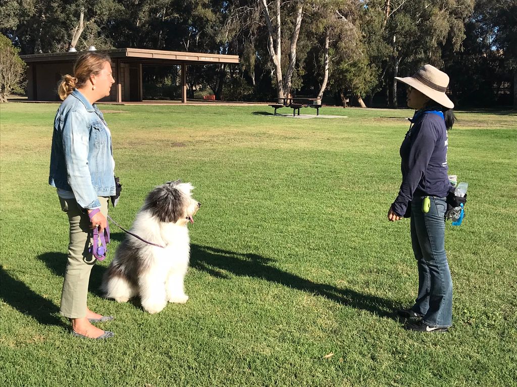 Private Coaching on location dog training.