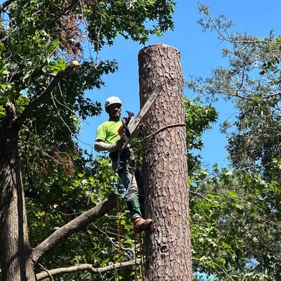 Avatar for Premier tree service care LLC 🇺🇸