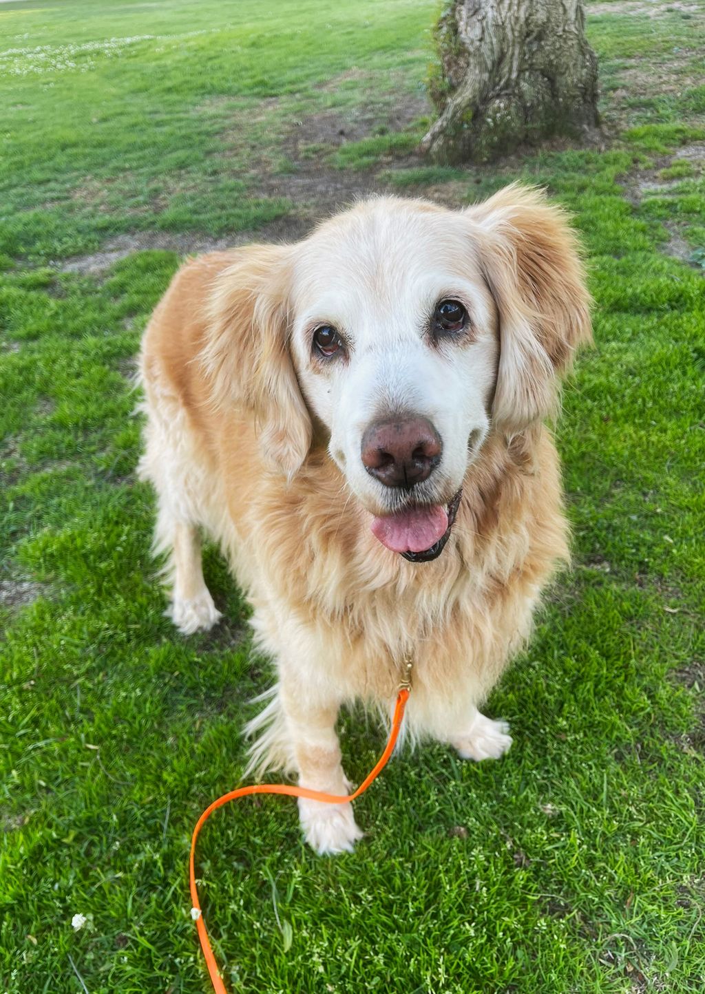Senior dogs LOVE training too!