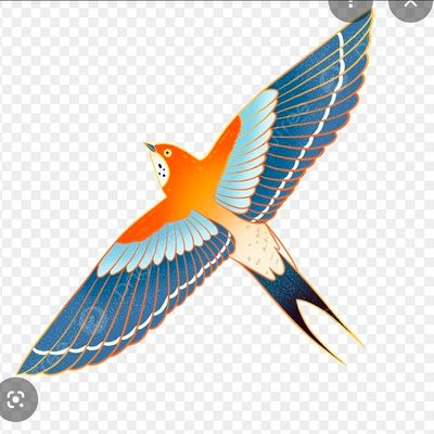 Avatar for Swallow Home Cleaning