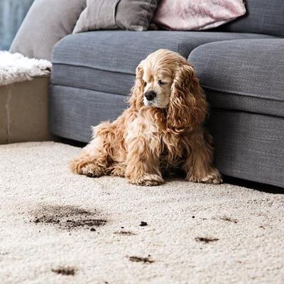 Avatar for Friendly Steemer