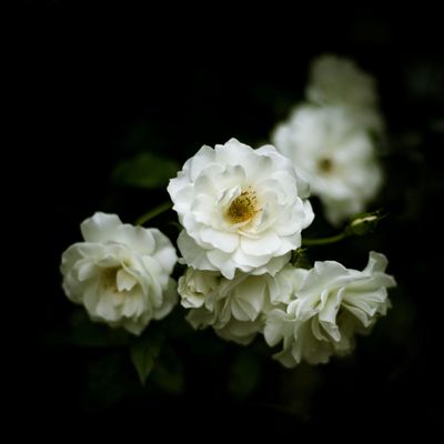 Avatar for Hope decoration company LLC