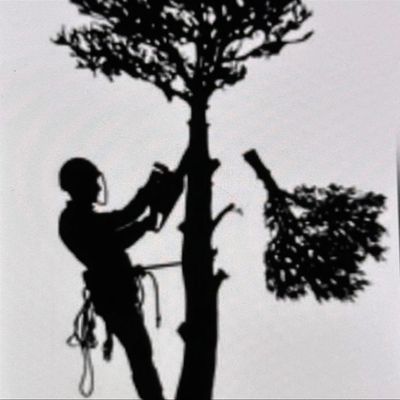 Avatar for Tree Service Vega LLC