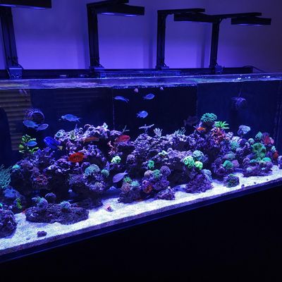 Avatar for ABRA Aquariums