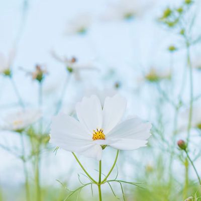 Avatar for MackieHaus