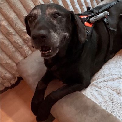 Avatar for Oliver’s Drop-In Pet Care