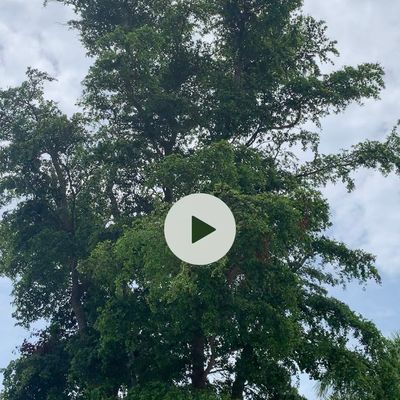 Avatar for When I needed you outdoorscapes