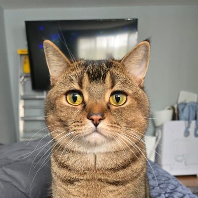 Avatar for Handyman affordable pricing