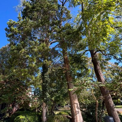 Avatar for 4 Bros Advanced Tree Care