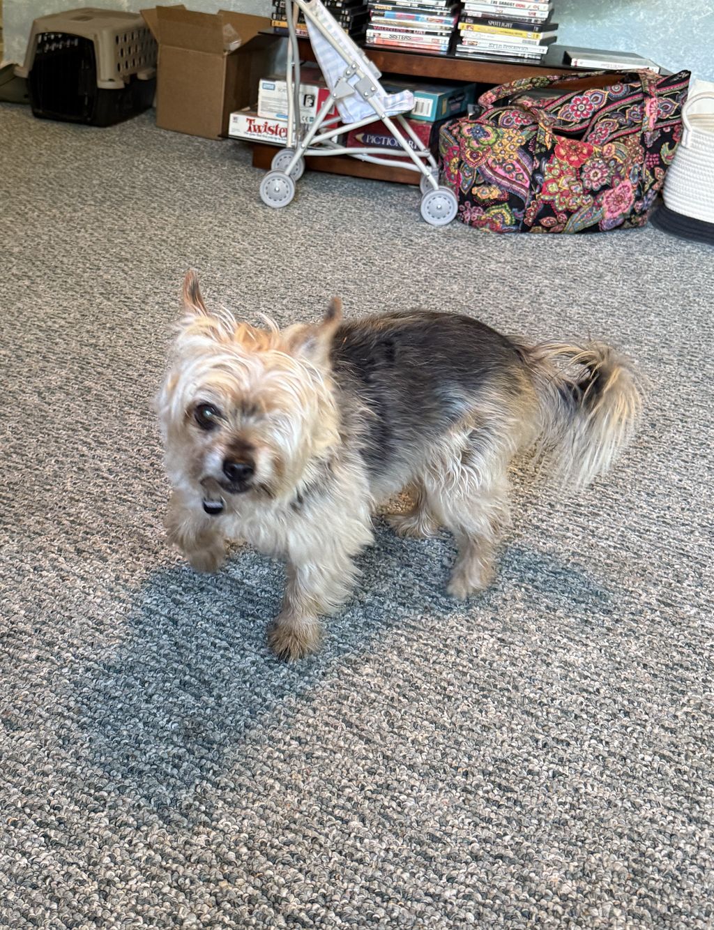 Pet Sitting (Winston - hates cats, lost an eye fig