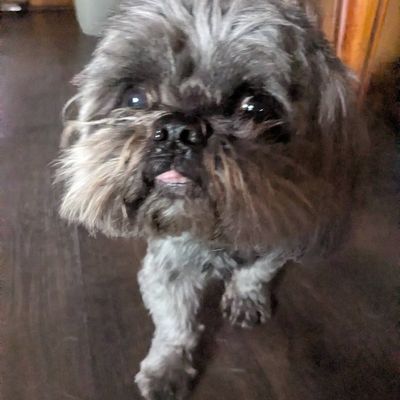 Avatar for Socialize My Dog: Pet Grooming And Boarding