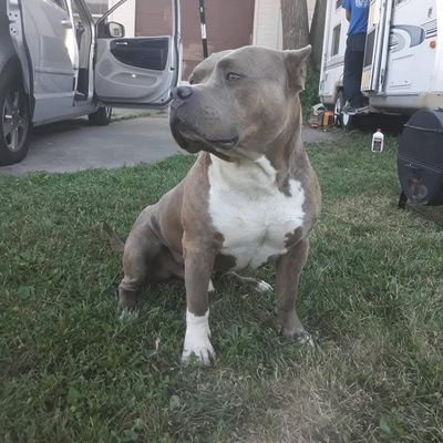 Avatar for D & D Handyman Services LLC