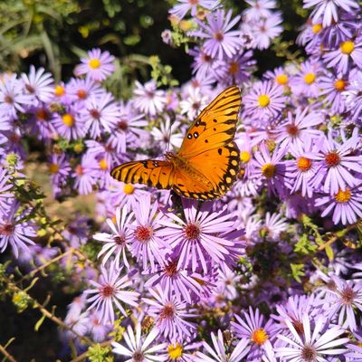 Avatar for The Green Thumb Guys