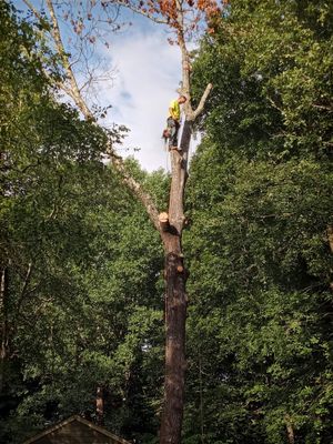 Avatar for R.E.D.S Tree Services