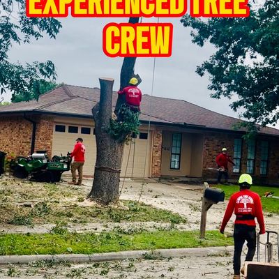 Avatar for Campos tree service