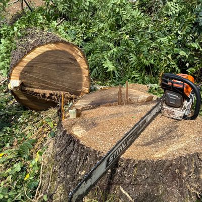 Avatar for Kondor tree services