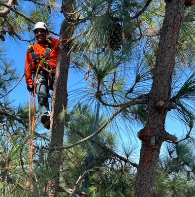 Avatar for Andy’s Tree Service🙂