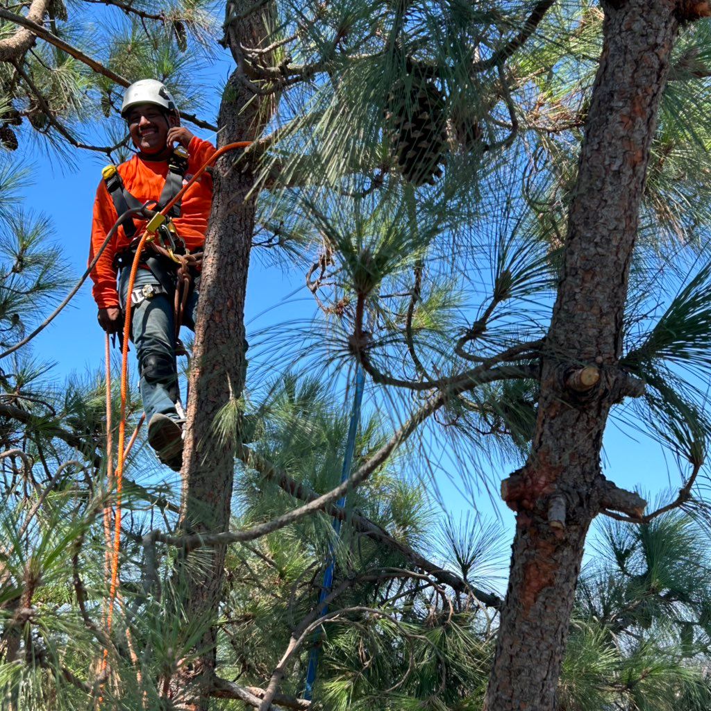 Andres Tree Service | Escondido, CA | Thumbtack
