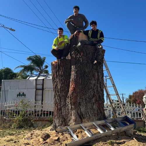 Cruz   Tree Service