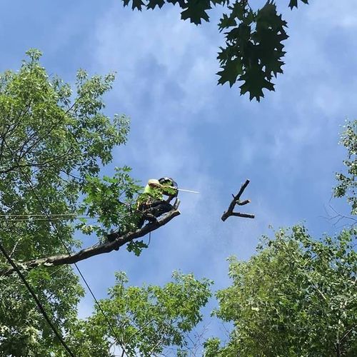 Tripp's Tree Service