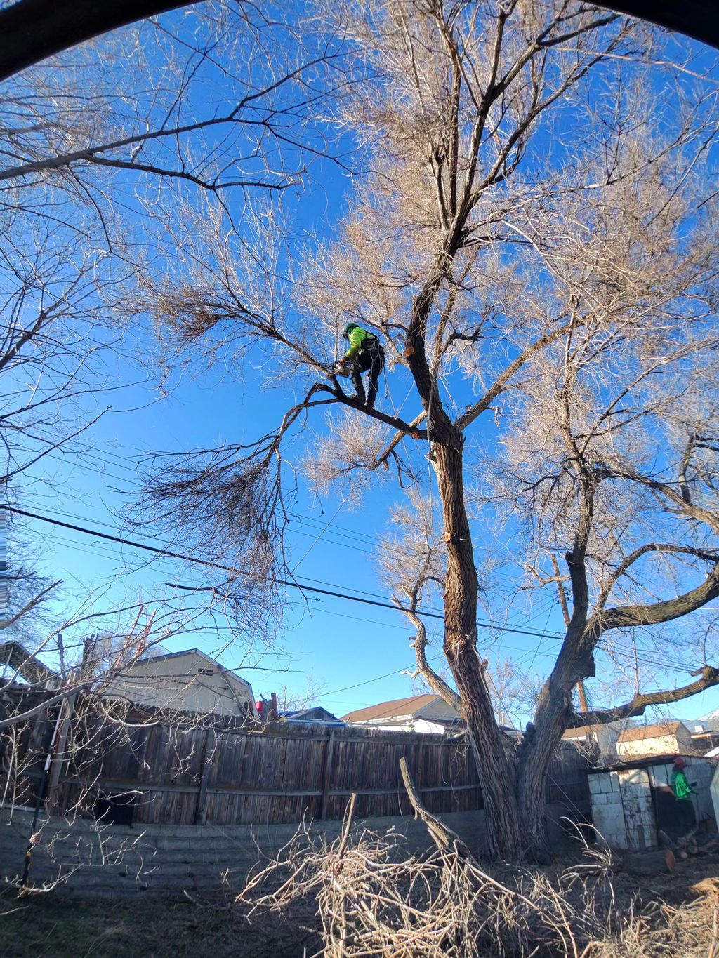 Great Lake Arbor Care | Salt Lake City, UT | Thumbtack