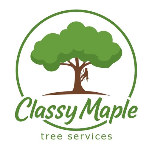 Classy Maple Tree Services